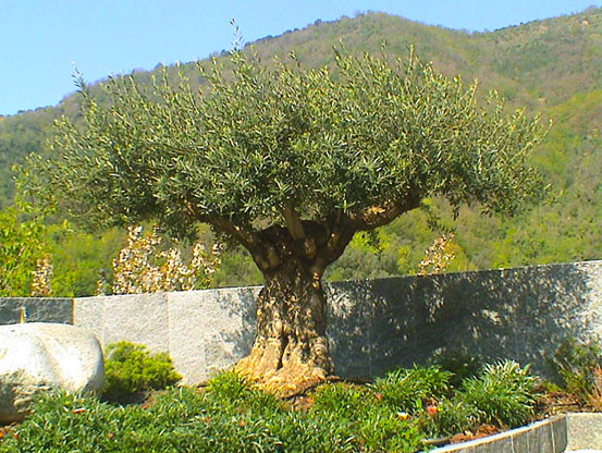 I Giardini di Maggi: olivo secolare, esemplare 49